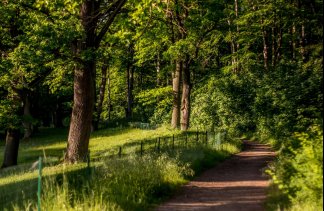 Pałace - Pałac Wąsowo - obiekt - zdjęcie 8 