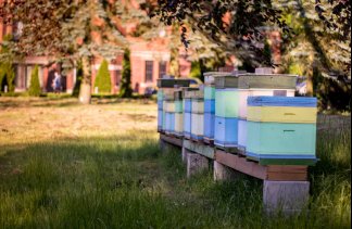 Pałace - Pałac Wąsowo - obiekt - zdjęcie 10 