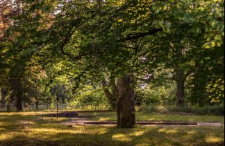 Pałace - Pałac Wąsowo - obiekt - zdjęcie 11 