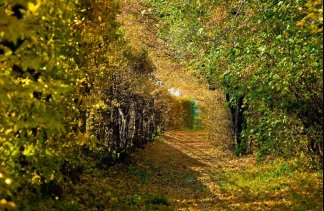 Dworki - Rezydencja Dwór Polski  - obiekt - zdjęcie 5 
