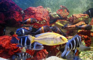 Centra konferencyjne - Palmiarnia Poznańska - obiekt - zdjęcie 5 