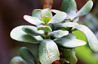 Centra konferencyjne - Palmiarnia Poznańska - obiekt - zdjęcie 4 