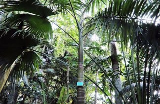 Centra konferencyjne - Palmiarnia Poznańska - obiekt - zdjęcie 2 