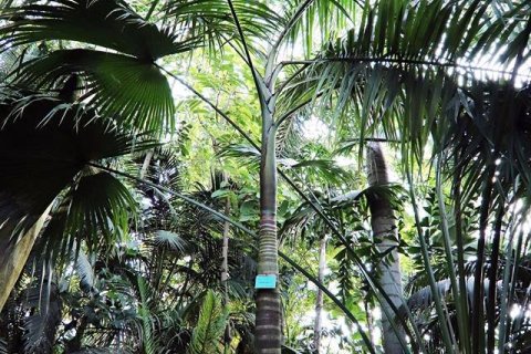 Centra konferencyjne - Palmiarnia Poznańska - zdjęcie 2