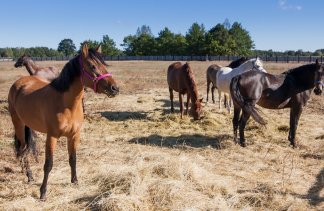 Zajazd - Skansen Bicz Family & SPA - service - zdjęcie 1 