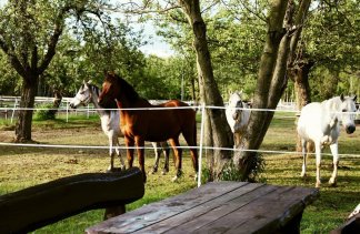 Hotele szkoleniowe - WIERZBOWE RANCZO - obiekt - zdjęcie 15 
