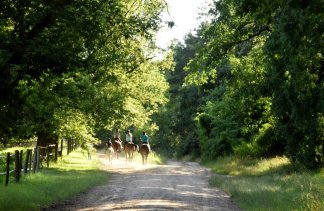 Pałace - Pałac w Racocie - Stadnina Koni Racot Sp. z o.o. - service - zdjęcie 3 