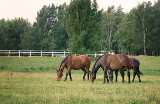 Hotele 4**** - Martiany 21 - service - zdjęcie 8 