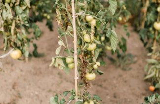 Pensjonat - Stare Polaszki 13 - service - zdjęcie 3 