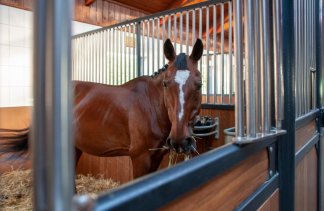 Restauracje - Aparthotel i Restauracja Hubertus  - obiekt - zdjęcie 9 