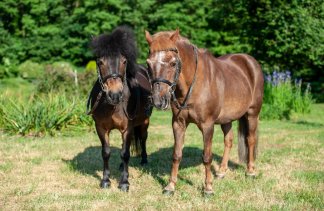 Restauracje - Aparthotel i Restauracja Hubertus  - obiekt - zdjęcie 7 