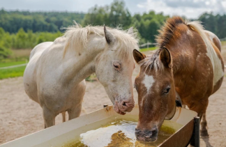 Centrum Konferencyjno-Wypoczynkowe - Ośrodek Wypoczynkowy Leśne Ustronie - obiekt - zdjęcie 7 