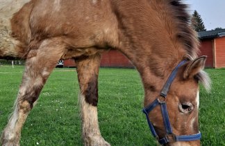 Centrum Konferencyjno-Wypoczynkowe - Ośrodek Wypoczynkowy Leśne Ustronie - service - zdjęcie 2 