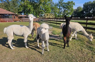 Hotele konferencyjne - Dworek Róża Poraja - obiekt - zdjęcie 20 