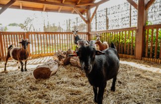 Hotele konferencyjne - Dworek Róża Poraja - service - zdjęcie 6 