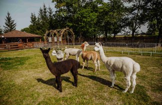 Hotele konferencyjne - Dworek Róża Poraja - service - zdjęcie 7 