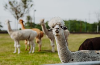 Hotele konferencyjne - Dworek Róża Poraja - service - zdjęcie 2 