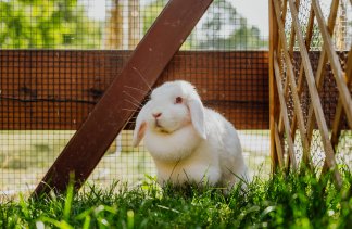 Hotele konferencyjne - Dworek Róża Poraja - service - zdjęcie 3 