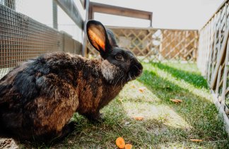 Hotele konferencyjne - Dworek Róża Poraja - service - zdjęcie 4 