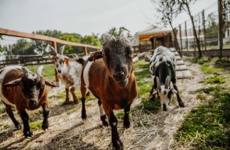 Hotele konferencyjne - Dworek Róża Poraja - service - zdjęcie 5 